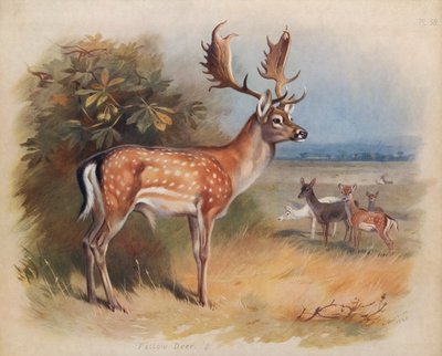 Damhert door Archibald Thorburn